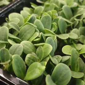 Микрозелень бораго XXL